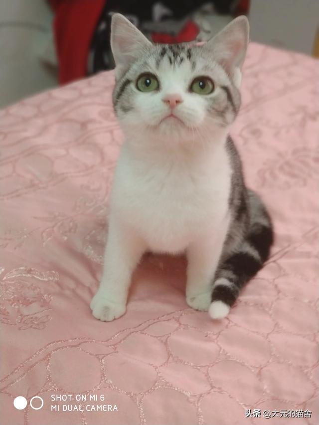 美短猫:为什么有人说养猫不养美短猫？