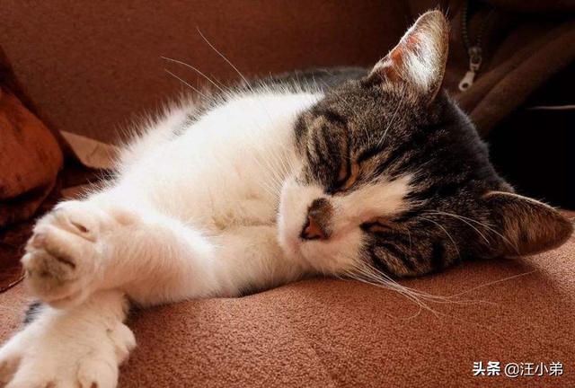 猫咪不乖by:家里的猫主子嫌弃伙食不好不吃饭，应该怎么办？