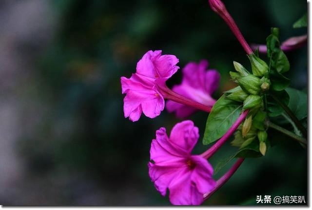 迎春花什么时候开:一天之内哪些花在什么时间开放？