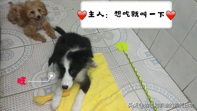边境牧羊犬怎么养:想养一只边牧，请问有什么需要注意的地方吗？