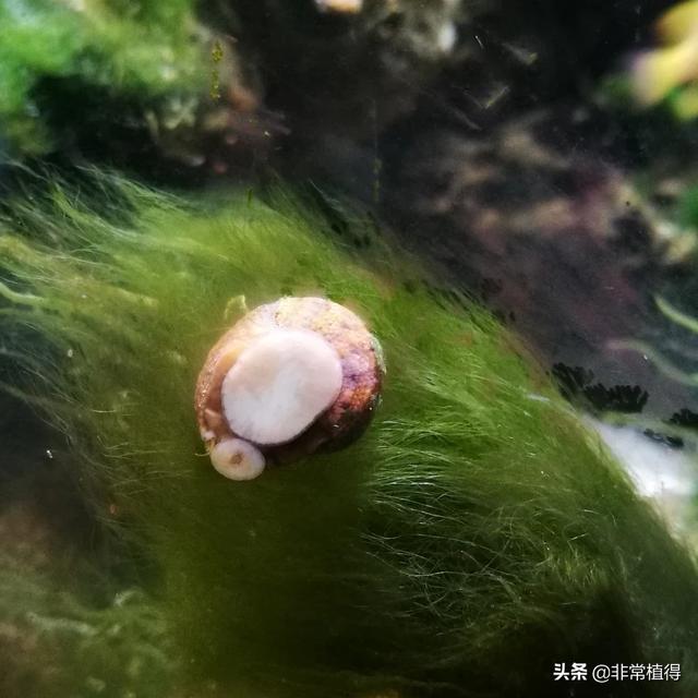 水族疾病:水肥问题，可以导致观赏鱼有很多疾病，我们如何去判断和改善？ 水族常见病症