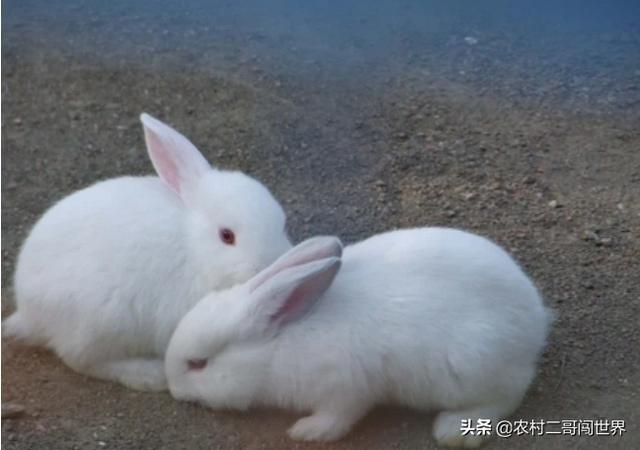 新手如何养种公兔母兔？