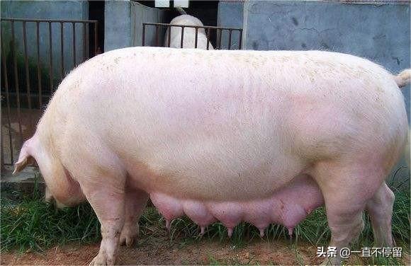 母猪的产后护理本科:如何伺候母猪“坐月子”？