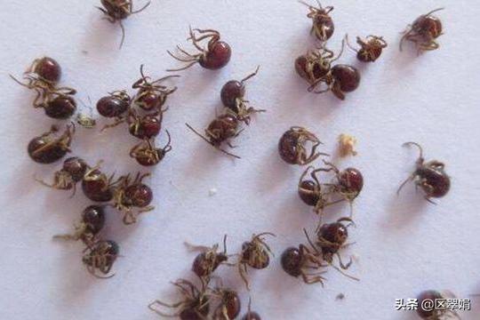 防治牛蜱:牛身上的牛蜱外用什么药好？
