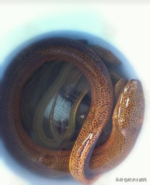 望月鳝是真的吗(鳝大成蛇是有依据的吗)