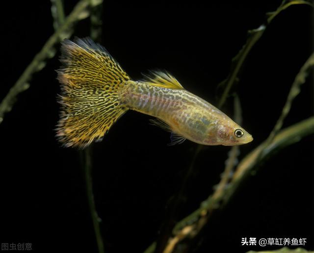 鱼缸水族箱养鱼知识:养鱼怎样让缸内变得干净？