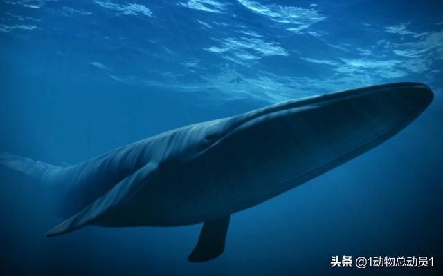 比蓝鲸重10000倍的动物，地球上有史以来有没有比蓝鲸更大的动物