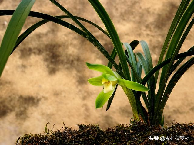 多花指甲兰与狐尾兰的花期:多花指甲兰 兰花什么季节开花？什么季节施肥？