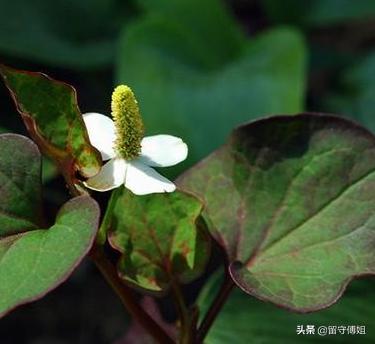 前景草:前景草哪个好养 种植鱼腥草和车前草的前景怎么样？有哪些技术？