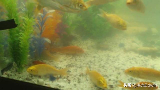 头条问答 鱼会睡觉吗 如何发现鱼是否在睡觉 37个回答