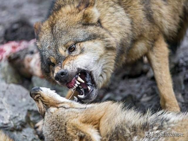 驴头狼在什么地方，狼哪个部位最脆弱遇到独狼扑来，该打它哪里