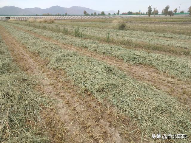 种草养羊划算吗？
