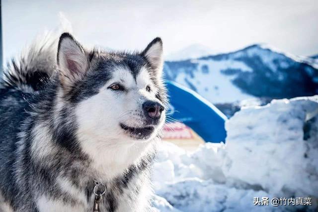 阿拉斯加犬性格太温顺了:你觉得饲养阿拉斯加犬，难在哪？