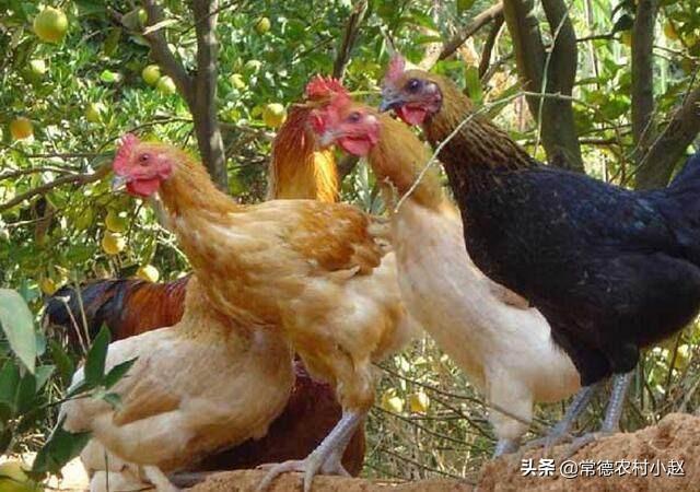 正常新坟几年长草,什么东西能让地里几年不长庄稼？