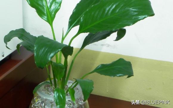 一帆风顺怎么养:水培一帆风顺怎么养才茂盛？