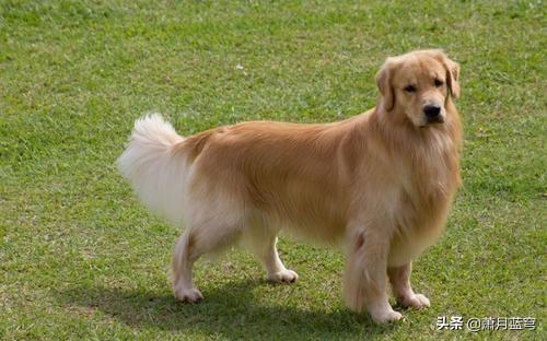 奥达猎犬好养吗:奥达猎犬优点和缺点 想养狗，推荐几种一养就熟的有没有？
