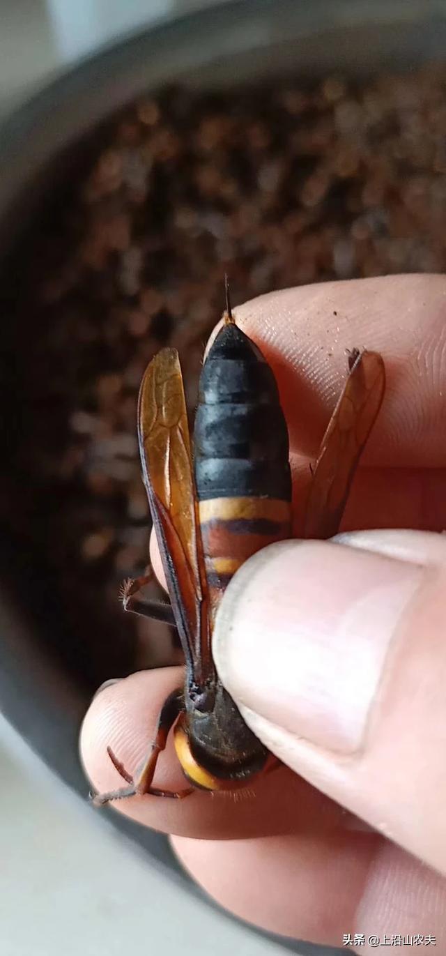 头条问答 - 虎头蜂王适合广东养殖吗?(15个回答)