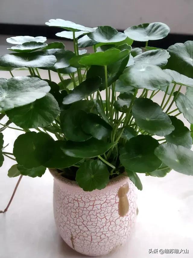 铜钱草的养殖方法和注意事项视频:铜钱草长得东倒西歪的，是为什么？