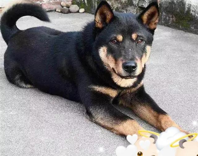 头条问答 一只狗能傻到什么地步 117个回答