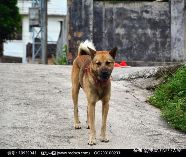 乐乐救助犬的最后遗言:如果让你来改写火影的结局，你会将谁写成最终Boss？