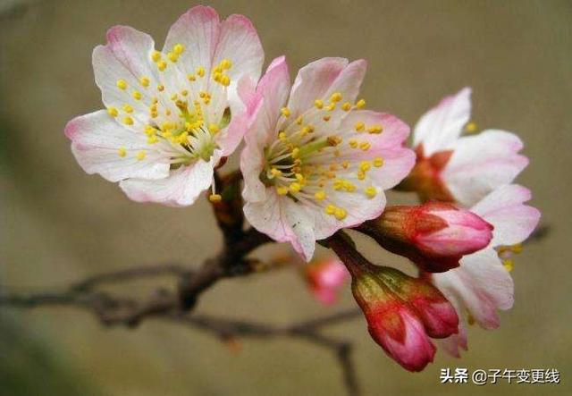 你们觉得春天属什么花开的最艳？