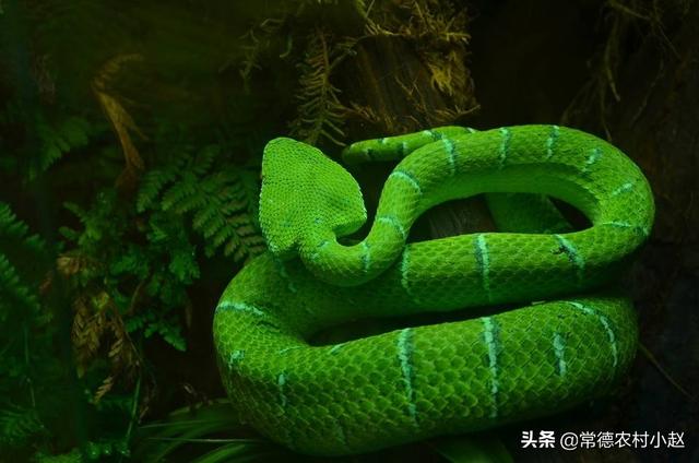 莽山烙铁头蛇最长:村里种地的老爹说，竹叶青长大以后，就是小青龙！真的吗？