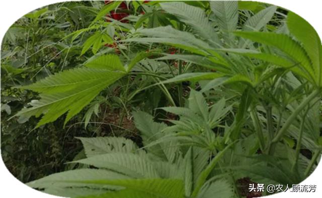 世界十大禁养名猫:除了罂粟不能种植，还有哪些植物不让种植？