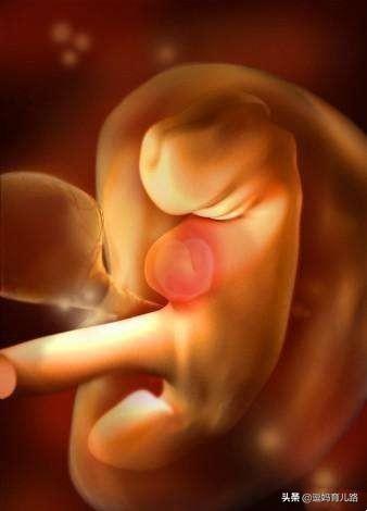 40天胎儿的样子图片图片