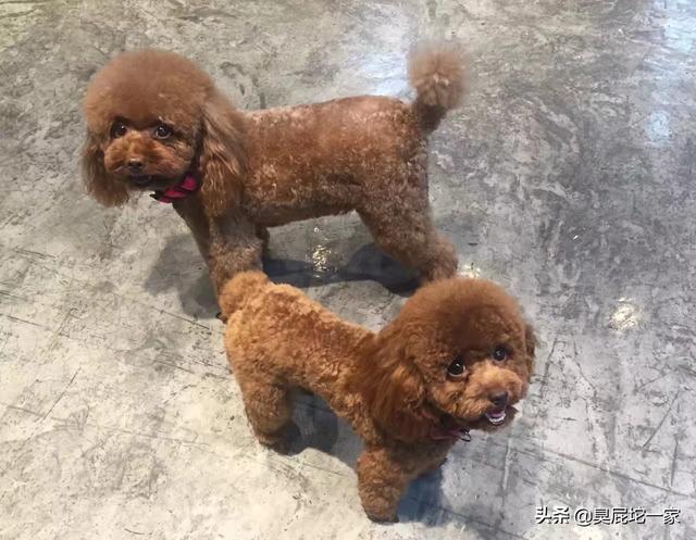 泰迪狗和贵夫人狗图片价格表:泰迪犬是越贵越纯种吗？还需要看什么地方去判断吗？