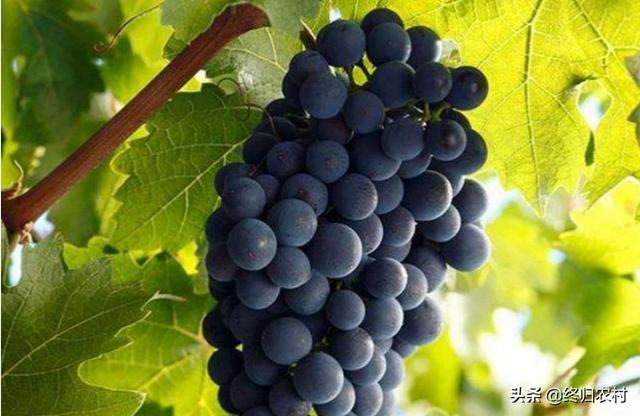 88牌赤霞珠红葡萄酒，赤霞珠被称为葡萄中“明星”，市场价一斤40元，农民该如何种植
