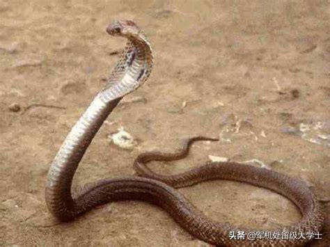 蓝长腺珊瑚蛇是眼镜蛇吗:什么东西能引起毒蛇暴躁咬人？