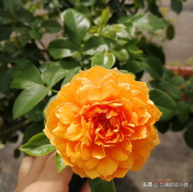 最香的几款月季品种是什么？插图37