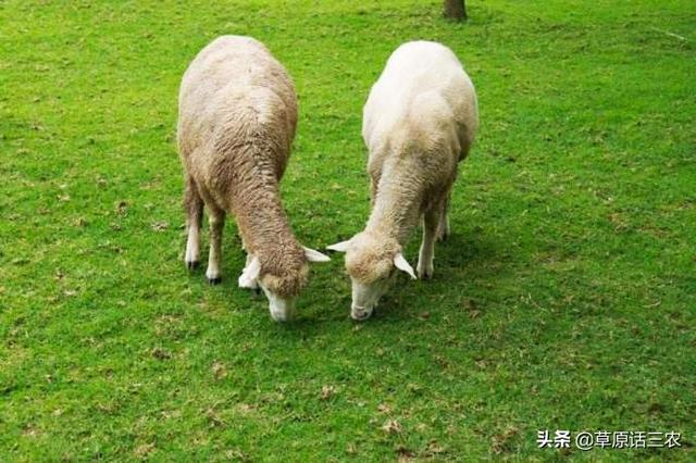 反刍的意思:怎么可以看出羊有没有反刍？