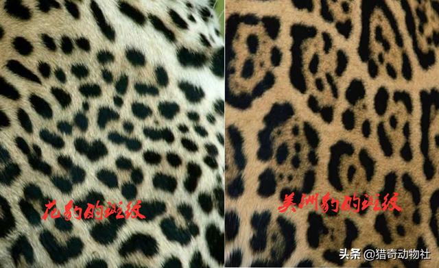 美洲豹鳄鱼:美洲豹又名美洲虎，两只能否打赢一只东北虎？