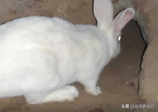 宠物兔:怎样养宠物兔？宠物兔能活多久？ 宠物兔品种及图片