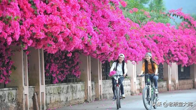 玉林荔枝狗肉节:经过爱狗人士折腾后，为什么玉林狗肉节反而越办越红火食客如云？ 玉林荔枝狗肉