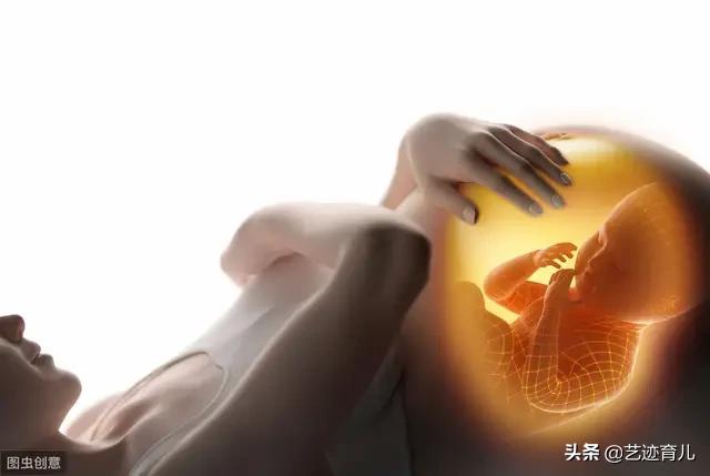 锈斑猫高级危险猫种:怀孕第几个月是胎儿停育的高峰期？
