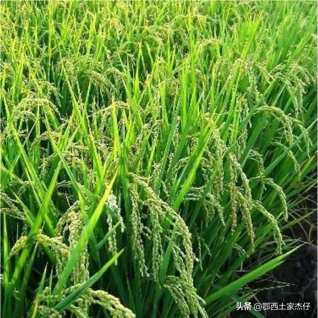 农村种植的晚稻,为什么要比早稻的口感要好？