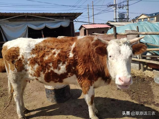 牛反刍:母牛四五天不反刍，打针不好，怎么办？