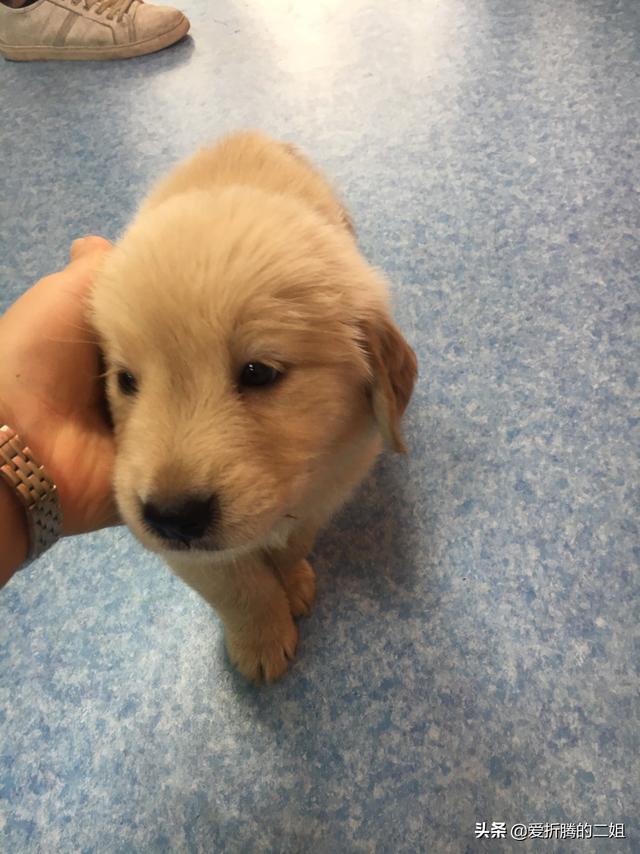金毛狗图片:怎么挑选金毛幼犬？养狗经验不多？