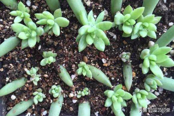 千佛手多肉:千佛手多肉怎么修剪造型 多肉植物千佛手怎么养谁比较懂？哪位网友晓得？