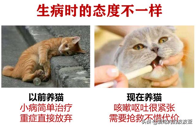 水煮活猫残忍图片:为什么越来越多的人相信猫吃人吃的东西就会死？
