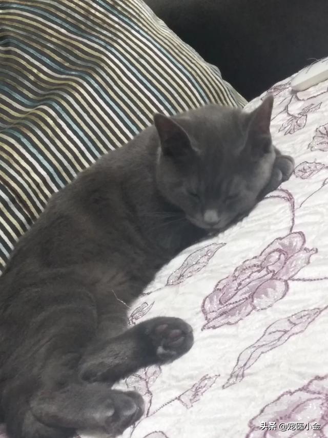 头条问答- 选猫时如何为猫咪检查身体？(宠医小金的回答，0赞）