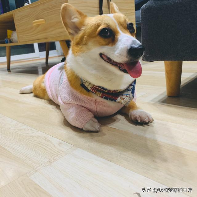 仓鼠腹水症状图片:狗狗腹水，肚子瘪了是不是就是好了？该怎么办？