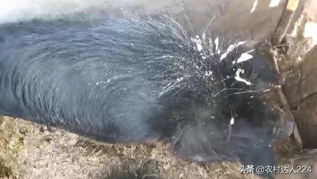 种猪饲料配方:猪的饲料配比，猪吃饲料越多越好吗？
