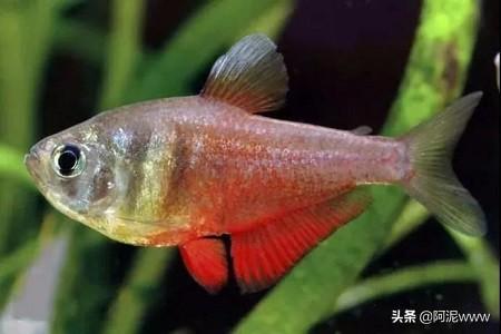 玻璃海象鱼吃灯鱼:各种灯鱼的混养注意事项？