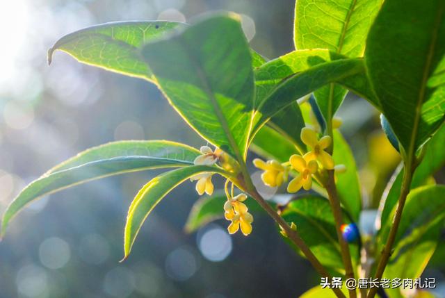 桂花品种:不开花怎样知道桂花品种？