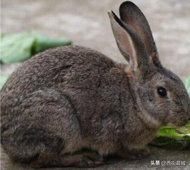 养200只母兔,兔糕育肥需多少土地？利润如何？