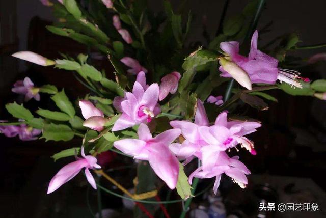 蟹爪兰图片养护:大盒栽蟹爪兰会开花吗？现在换盆能开花吗，如何养？