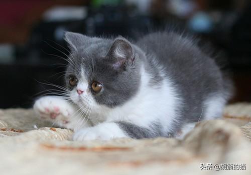 维斯康:猫吃哪种牌子的化毛膏好？